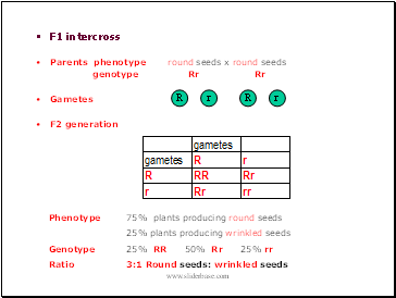 F1 intercross