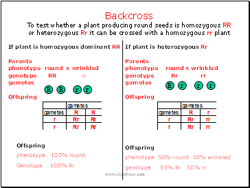 Backcross To test whether a plant producing round seeds is homozygous RR or heterozygous Rr it can be crossed with a homozygous rr plant