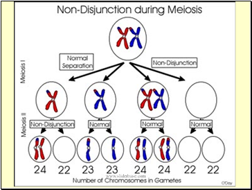 Non-disjunction during meiosis