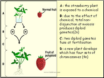 A: the strawberry plant is exposed to a chemical