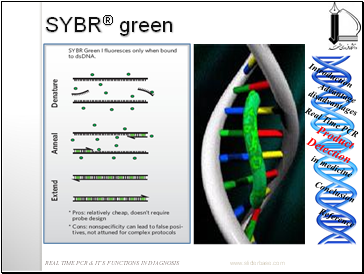 * DNA binding dye