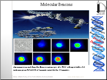 Molecular Beacons