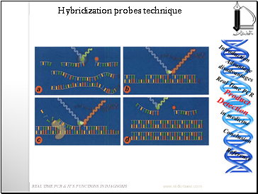 Hybridization probes technique