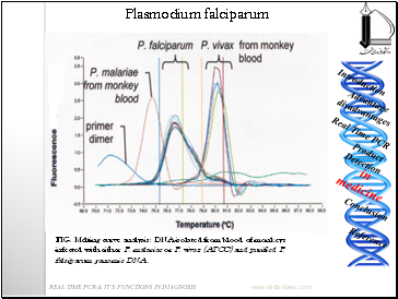 Improving our understanding of the biology of the Plasmodium falciparum parasite is of extreme importance if we are to combat human malaria.This parasite uses the process of antigenic variation to expose the human immune system to continually changing antigens on the surface of infected red blood cells.