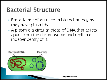 Bacteria are often used in biotechnology as they have plasmids