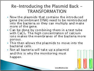 Re-Introducing the Plasmid Back - TRANSFORMATION