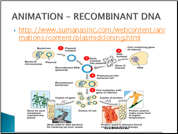 http://www.sumanasinc.com/webcontent/animations/content/plasmidcloning.html