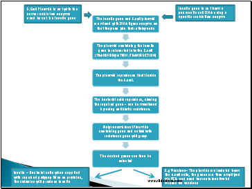 E.Coli Plasmid is cut with the same restriction enzyme used to cut the insulin gene