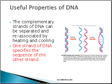 Useful Properties of DNA