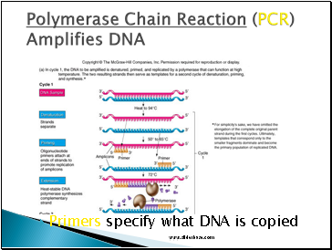 Polymerase Chain Reaction (PCR) Amplifies DNA