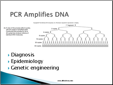 PCR Amplifies DNA