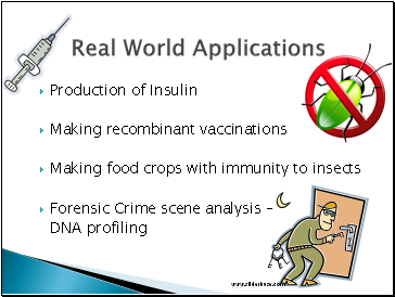 Production of Insulin