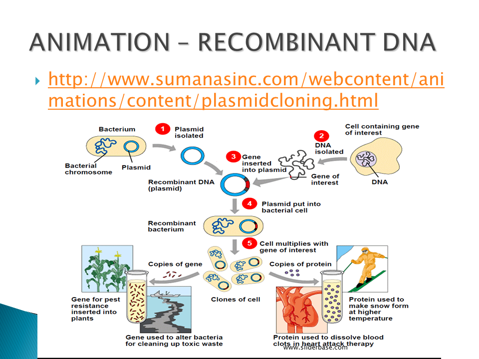 Recombinant DNA and Polymerase chain reaction - Presentation Genetics