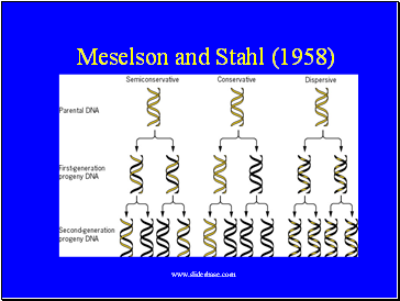 Meselson and Stahl (1958)