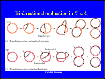 Bi-directional replication in E. coli