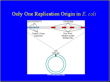 Only One Replication Origin in E. coli