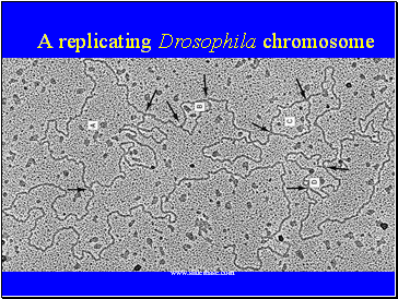 A replicating Drosophila chromosome