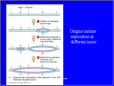 Origins initiate replication at different times.