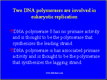 Two DNA polymerases are involved in eukaryotic replication