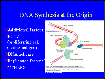 DNA Synthesis at the Origin
