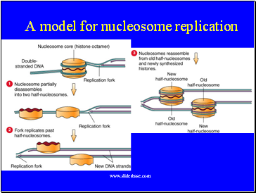 A model for nucleosome replication