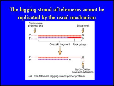 The lagging strand of telomeres cannot be replicated by the usual mechanism