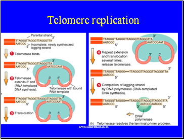 Telomere replication