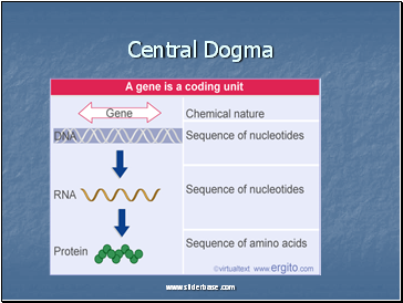 Central Dogma