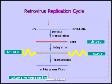 Retrovirus Replication Cycle
