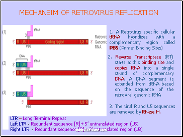 Mechansim Of Retrovirus Replication