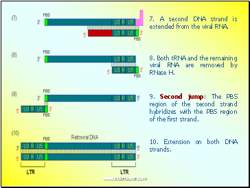 7. A second DNA strand is extended from the viral RNA.