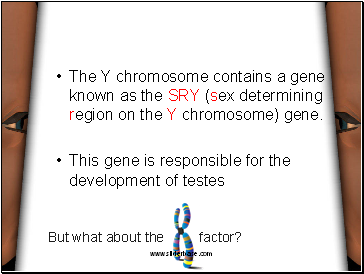 The Y chromosome contains a gene known as the SRY (sex determining region on the Y chromosome) gene.
