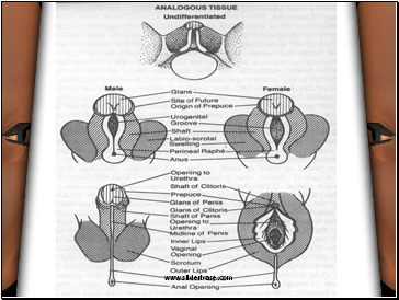 Everyone develops an area known as the urogenital ridge