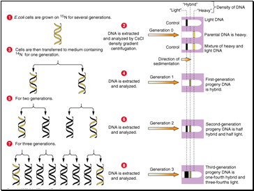 AS Biology. Gnetic control of protein structure and function