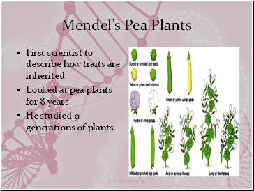 Mendel’s Pea Plants