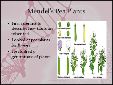 Mendels Pea Plants