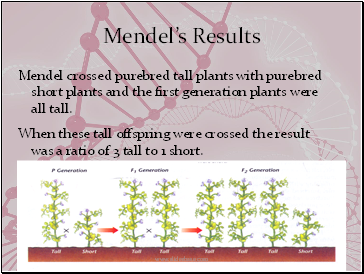 Mendel’s Results