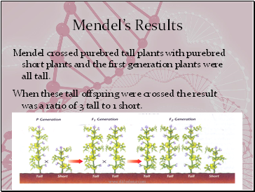 Mendels Results