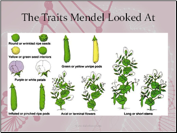 The Traits Mendel Looked At