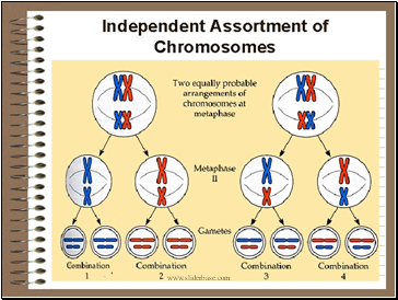 Independent assortment of chromosomes