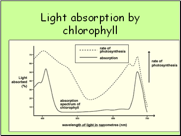 Light absorption by chlorophyll