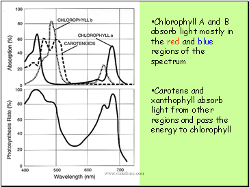 Chlorophyll A and B absorb light mostly in the red and blue regions of the spectrum