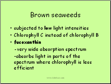 Brown seaweeds