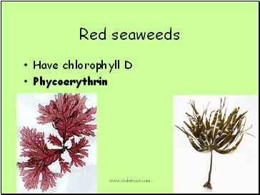 Red seaweeds