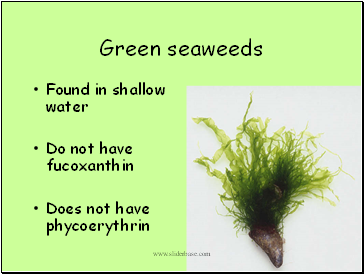 Green seaweeds