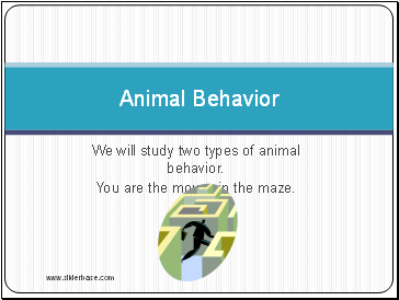 Animal Behavior Powerpoint