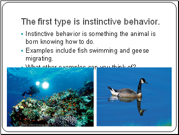 The first type is instinctive behavior.