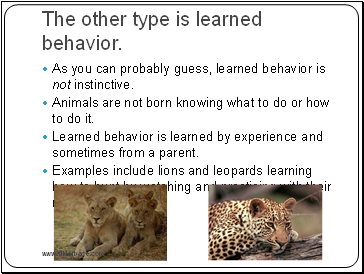 The other type is learned behavior.