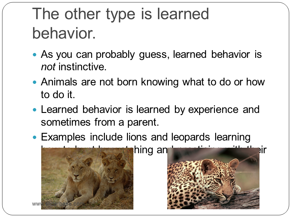 Animal Behavior Powerpoint - Presentation Plants, Animals, and Ecosystems
