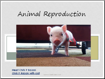Animal Reproduction PP Part 1